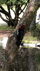 Sphyrapicus ruber ruber