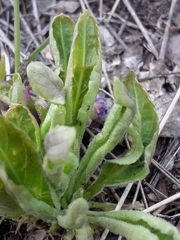 Viola gmeliniana