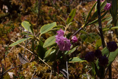 Kalmia polifolia