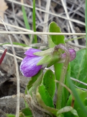Viola gmeliniana