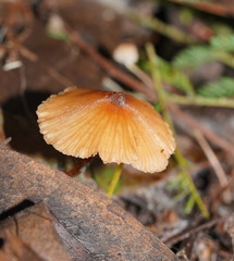 Entoloma aromaticum