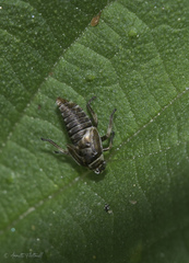 Oncopsis flavicollis