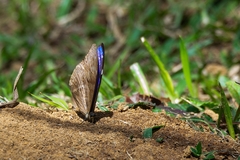 Morpho aega