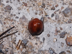 Chilocorus circumdatus