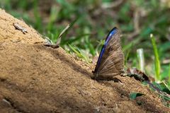 Morpho aega