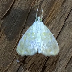 Glaphyria glaphyralis