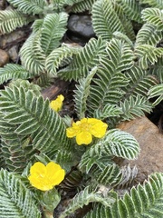 Argentina tugitakensis