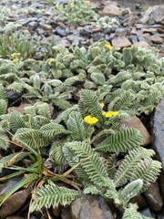 Argentina tugitakensis