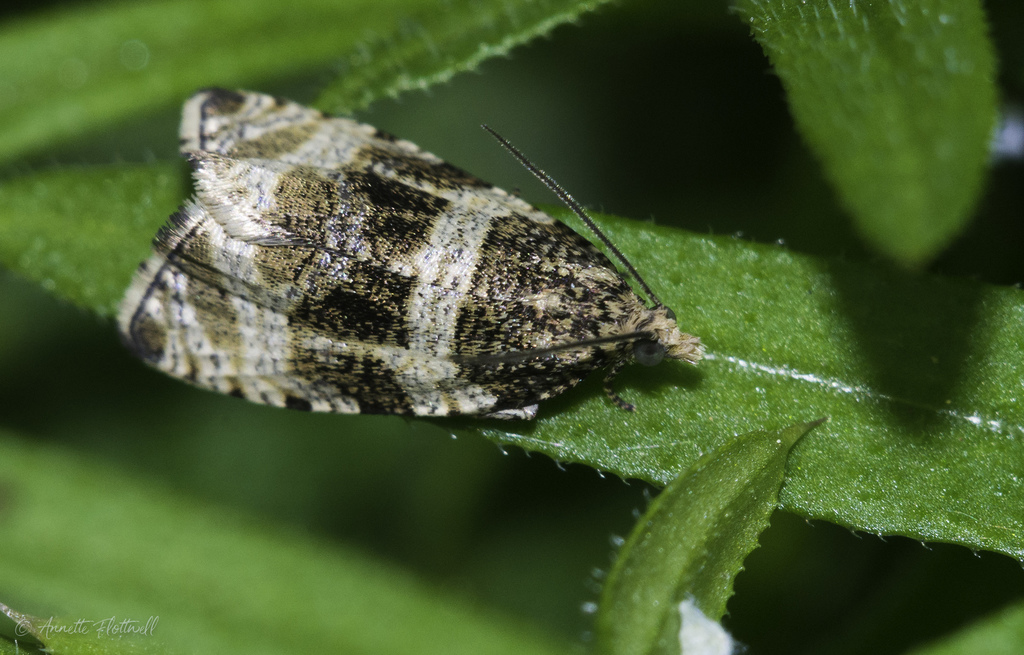 Olethreutes umbrosana