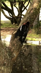 Sphyrapicus ruber ruber