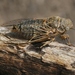 Van Duzee's Cicada - Photo (c) James Bailey, some rights reserved (CC BY-NC), uploaded by James Bailey