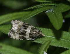 Olethreutes umbrosana