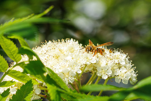 Prunus Miner Bee photo 6