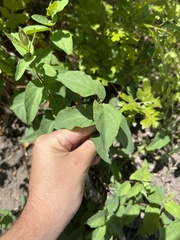 Magnoliopsida
