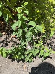 Magnoliopsida
