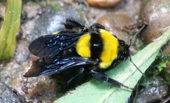 Bombus transversalis