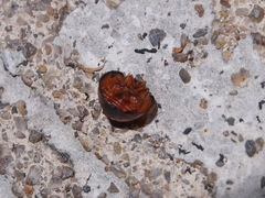 Chilocorus circumdatus