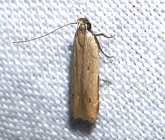 Mesophleps adustipennis