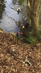 Sphyrapicus ruber ruber