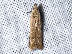 Mesophleps adustipennis