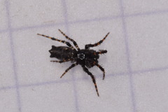 Cyclosa oculata