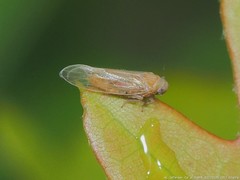 Pareuidella avicephaliforma