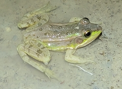 Pelophylax plancyi