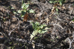 Flourensia thurifera