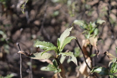 Flourensia thurifera