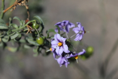 Solanum crispum