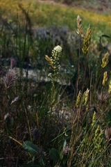 Toxicoscordion micranthum