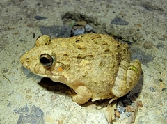 Fejervarya multistriata