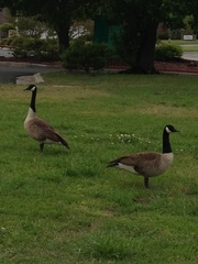 Branta canadensis