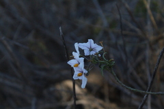 Solanum crispum