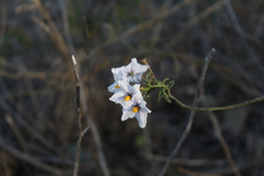 Solanum crispum