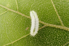 Satyrium calanus