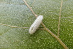 Satyrium calanus