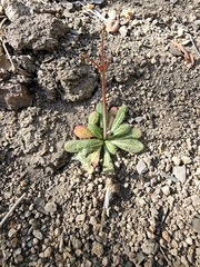 Centrostegia thurberi