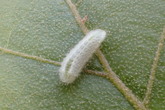 Satyrium calanus