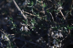 Teucrium bicolor