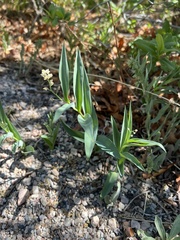 Maianthemum stellatum
