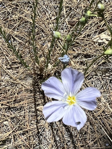 iNaturalist observation photo of Lewis flax
