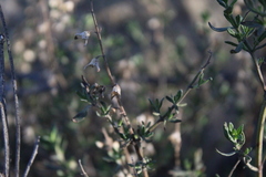Teucrium bicolor