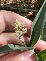 Maianthemum stellatum
