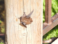 Myotis volans