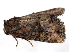 Mesapamea fractilinea