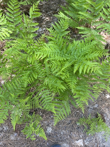 iNaturalist observation photo of common bracken