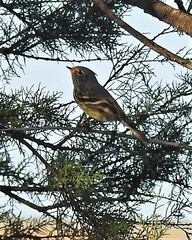 Anairetes flavirostris