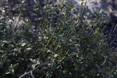 Chiropetalum