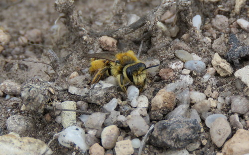 Tawny Nesocolletes photo 5